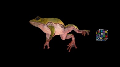 tree frog rhacophorus schlegelii - download free 3d model ffishasia floraziacom ffishasia-and-florazia 20001f6 3d print model - Mito3D