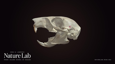 tree squirrel skull - download free 3d model risd nature lab risdnaturelab f69eb78 3d print model - Mito3D