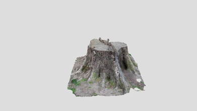 toco árvore photogrammetryedition baixar livre 3d modelo slapstickvr 171df78 3d print model - Mito3D