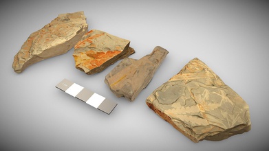 triassic plant fossils australia - 3d model uq school earth environmental sciences sees cbd42fc these specimens blackstone formation ipswich coal measures southeast queensland although diversity here dominated species dicroidium extinct seed ferns slabs also preserve ginkgos cycads 3d print model - Mito3D
