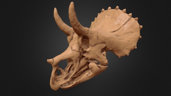 Triceratops çocuk kafatası satın almak telif Bedava 3d model Olof köstebek Lordtrilobit iskelet kemik fosil paleontoloji Kretase yazdırılabilir Ceratopsian mesozoik ornithischian maastrihtiyen printable çalışmak 3d print model - Mito3D
