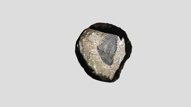 trilobite 3d modelo dancash13 a0f9e2c 3d print model - Mito3D