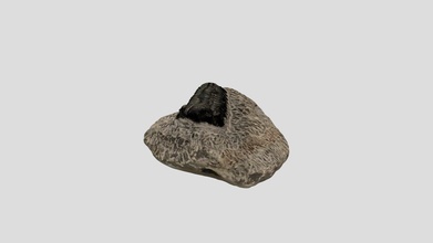 trilobite - download free 3d model sfigg13 03a7598 3d print model - Mito3D