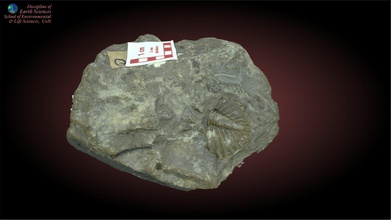 trilobite 2 - 3d model earth sciences university newcastle landy42 d4ee950 like most has preseved just pygidium tail plate largest single fragment more unusual intact specimens preserved trilobites arthropods same phylum insects strictly palaeozoic arising cambrian explosion becoming extinct during permain-triassic mass extinction 3d print model - Mito3D