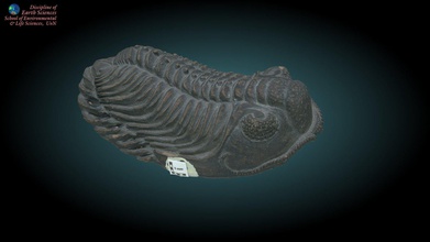 trilobite 3 - 3d model earth sciences university newcastle landy42 5cb18ea constructed plaster cast specimen part display collection uon since trilobites segmented most common fossils them often just pygidium &lsquo tail plate&rsquo largest single fragment more unusual intact like preserved note not original arthropods same phylum insects strictly palaeozoic arising cambrian explosion&rsquo becoming extinct during permain-triassic mass extinction do know detailed taxonomy so if anyone out there knows leave comment would happy add description 3d print model - Mito3D