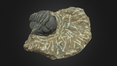 Trilobit Fossil download frei 3d Modell semeion bc34863 3d print model - Mito3D