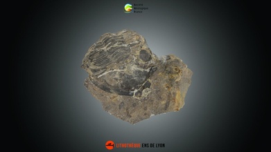 trilobite zlichovaspis rugosa - download free 3d model soci ologique france sgfrance 3bceeb2 3d print model - Mito3D