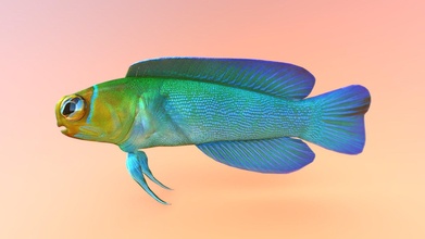 tropicale pesce 10 acquistare royalty gratuito 3d modello 3dee mellydeeis 9b40d30 3d print model - Mito3D