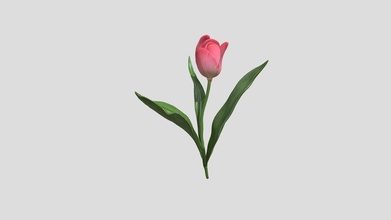tulipe 3d modèle chrisgianelle 45e8294 3d print model - Mito3D
