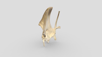 turquia osso do peito - download grátis de modelo 3d risd laboratório da natureza risdnaturelab c578151 adesão 32715 3d print model - Mito3D