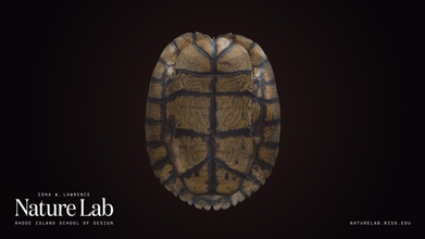 tartaruga conchiglia Scarica gratuito 3d modello risd natura laboratorio risdnaturelab 9ca0b91 3d print model - Mito3D