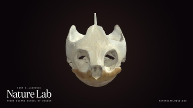 tartaruga cranio Scarica gratuito 3d modello risd natura laboratorio risdnaturelab 7f9ed32 3d print model - Mito3D