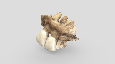 ugulate teeth - download free 3d model risd nature lab risdnaturelab bd11dc0 accession 5104 3d print model - Mito3D
