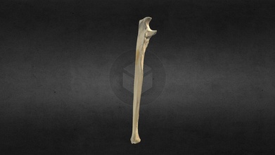 ulna - buy royalty free 3d model anatom humana gonzalo tiznado anatomy upper forearm superior huesos anatomia limb antebrazo miembro bones antebrachium 3d print model - Mito3D