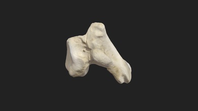 cubital del carpo huesos os carpi ulnare paloma - modelo 3d vetanatmunich de97bae derecho ala de la tamaño muestra 86 x 65 31 mm escaneo realizado luz estructurada escáner artec micro 3d print model - Mito3D
