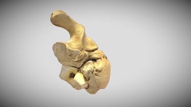 unknown manatee bone - download free 3d model nash808 5bfa842 not sure exactly comes from believe it&rsquo s back part skull 3d print model - Mito3D