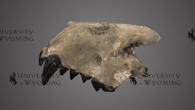 uw10251 - mesocyon venator skull download free 3d model university wyoming libraries uwlibraries c1fe967 period epoch cenozoic miocene rock formation arikaree fm state county wy goshen taxonomy mammalia&gt carnivora&gt canidae&gt extinct species family canidae closely related foxes dogs teeth animal suggest large percentage more than 70 its diet consisted meat called hypercarnivory scanned david sls-2 3d print model - Mito3D