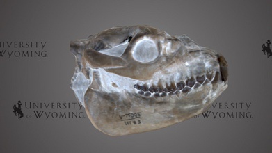 uw11183 - merycoidodontidae skull + jaws download free 3d model university wyoming libraries uwlibraries ad156dc period epoch cenozoic oligocene rock formation white river fm state county nebraska sioux taxonomy mammalia&gt artiodactyla&gt extinct genus artiodactyl even-toed hoofed mammals these were cud-chewing animals likely looked something like cattle but actually more related camels woodland grassland browsers animal scanned david sls-2 3d print model - Mito3D