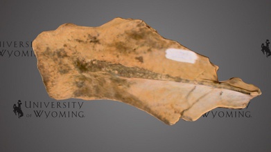 uw13961 - rhinocerotidae kürek kemiği download ücretsiz 3d model wyoming Üniversitesi kütüphaneleri uwlibraries b804d11 dönem Senozoik Eosen Kaya oluşumu bridger fm devlet taksonomi memelilerin&gt perissodactyla&gt ailesi modern gergedan içerir hayvan 45 milyon yıl önce dönemi yaşadı bıçak hayvanın omuz uw13961-rhinocerotidae taranan david sls 2 3d print model - Mito3D