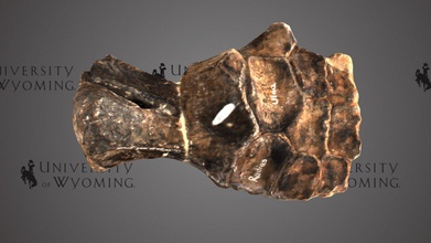 uw2421 - platypterygius petersoni paddle download free 3d model university wyoming libraries uwlibraries 939498e period cretaceous rock formation ichthyosaur skull state taxonomy reptilia&gt ichthyosauria&gt leptopterygiidae&gt marine reptile group part ichthyosaurs were common throughout mesozoic notable well-preserved specimens have given incredible insights into their ecology ate fish squid occasionally turtles also gave live birth name comes fish-shaped bodies long snouts crescent-shaped rear fin moved side-to-side specimen shows arm fins animal specifically wrist starts phalanges scanned david sls-2 3d print model - Mito3D