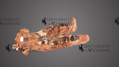 uw3355 - coryphodon eocaenus mâchoire inférieure téléchargement gratuit modèle 3d de l'université du wyoming bibliothèques uwlibraries 531a488 période d'époque cénozoïque l'eocène la formation rocheuse, le vent rivière fm l'état comté d'albany taxonomie mammalia&gt cimolesta&gt coryphodontidae&gt partie plus tôt groupe grands herbivores qui se nourrissent plantes mammifères l'animal tenait 1 m 3,3 mètres haut des épaules pesait environ 500 kg 1100 lb ressemblait à petit hippopotame les défenses ont été probablement utilisé l'enracinement plantes, mais pourrait également être afficher hommes grandes scanné david sls-2 3d print model - Mito3D