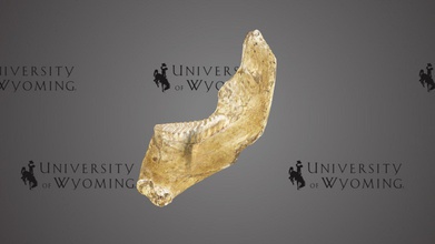 uw4303 - mammuthus sp dentary téléchargement gratuit modèle 3d de l'université du wyoming bibliothèques uwlibraries 4017878 période l'époque quaternaire pléistocène taxonomie mammalia&gt proboscidea&gt elephantidae&gt genre proboscidean mammifères début pliocène l'holocène 4 000 ans ont été retrouvés en amérique nord l'eurasie l'afrique aussi connu mammouths très étroitement liée moderne-jour des éléphants regardé même côté pour la plus distincte cheveux couvrant petits lobes l'oreille preuve anthropologique mammouth interactions humaines existent peintures murales blessures reste l'utilisation matériaux vêtements outils d'armes l'ancien peuple scanné david sls-4 3d print model - Mito3D