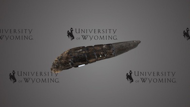 uw44063 estegossauro sp rabo Espinho baixar livre 3d modelo universidade Wyoming bibliotecas uw 74287fb 3d print model - Mito3D