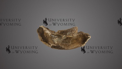 uw46800 - mammuthus sp dentary molar download free 3d model university wyoming libraries uwlibraries 9f035a7 3d print model - Mito3D