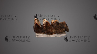 uw46816 Mammut sp Molar download frei 3d Modell Universität Wyoming Bibliotheken uw ffb461d 3d print model - Mito3D