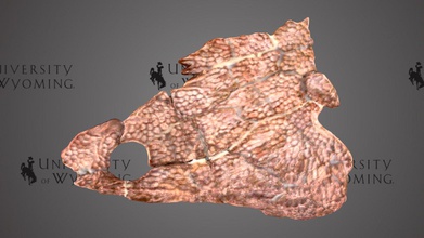 uw5601 - metoposaurus sp crâne cast téléchargement gratuit modèle 3d de l'université du wyoming bibliothèques uwlibraries 771b507 période d'époque triasique la formation rocheuse dockum grp taxonomie amphibia&gt temnospondyli&gt metoposauridae&gt genre d'amphibiens fin trias europe si clade comprend ses plus proches parents a près-diffusion à l'échelle mondiale, y compris l'amérique nord animal essentiellement aquatiques, mangé poisson peut atteindre une longueur 3 mètres long, pèse 450 kg ces organismes ont été trouvés masse lit mort présumée résultat l'évaporation l'eau des bassins spécimen illustre le côté droit montre clairement les différents os scanné david sls-2 3d print model - Mito3D