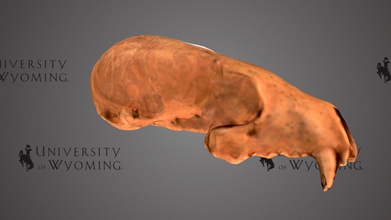uw5766 - martes americana skull download free 3d model university wyoming libraries uwlibraries b440e1a period epoch quaternary pleistocene state colorado taxonomy mammalia&gt carnivora&gt mustelidae&gt american pine marten carnivorous mustelid mammal closely related ferrets weasels their current range predominantly canada some populations along rocky mountains united states coast california matured conifer deciduous forests around 2 feet long maturity weighs between 1 3 pounds extremely lightweight animals martens group were first found fossil record during miocene though specific specimen dated late shows complete scanned david sls-2 3d print model - Mito3D