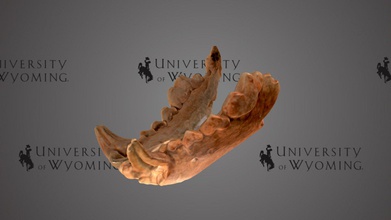 uw6136 - gulo lower jaw download free 3d model university wyoming libraries uwlibraries dcd8af8 period epoch quaternary pleistocene taxonomy mammalia&gt carnivora&gt mustelidae&gt wolverine carnivorous mustelid mammal closely related ferrets weasels martens largest land-dwelling resembles small bear size medium-sized dog has range across northern parts north america asia europe genetic analysis indicates originated during last glacial maximum beringia land bridge between formed due sea level decrease ice sheets specimen shows most scanned david sls-2 3d print model - Mito3D