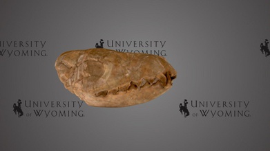 uw6460 - hyaenodon sp skull download free 3d model university wyoming libraries uwlibraries 2e69cad period epoch cenozoic oligocene rock formation white river fm state county wy converse taxonomy mammalia&gt creodonta&gt hyaenodontidae&gt genus carnivorous mammal existed mid-eocene mid-miocene eurasia north america africa belongs creodonta group which closely related modern carnivora ranging size small dogs some instances ton-sized animals has been interpreted primary predators many evidence coexisting other large found specimen near-complete lower jaw slightly warped fossilization scanned david sls-2 3d print model - Mito3D