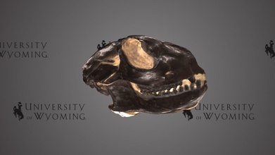 uw6466 - smilodectes gracilis skull cast download free 3d model university wyoming libraries uwlibraries ccf297d period epoch cenozoic eocene taxonomy mammalia&gt primates&gt notharctidae&gt extinct species primate north america has been found colorado based its teeth members group part presumed leaf-eating herbivores behavior assumed similar modern new world monkeys but taxonomic relationship not well known scanned david sls-2 3d print model - Mito3D