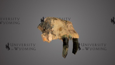 uw6477 - hoplophoneus sp skull download free 3d model university wyoming libraries uwlibraries 26b6c75 period epoch cenozoic oligocene taxonomy mammalia&gt carnivora&gt nimravidae&gt genus carnivourous mammal existed late eocene early north america part carnivora family nimravidae similar shape form modern felines often called false saber-toothed cats had more robust skeleton shorter limbs tails its elongated canines were conical than true would have been size large modern-day leopard specimen partially complete incisors partial visible scanned david sls-2&rdquo 3d print model - Mito3D