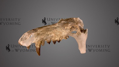 uw6856 - archaeotherium mortoni skull download free 3d model university wyoming libraries uwlibraries 9adbeea period epoch cenozoic oligocene rock formation brule fm taxonomy mammalia&gt artiodactyla&gt entelodontidae&gt species carnivorous single-hoofed ungulate late eocene north america eurasia while they physically resemble pigs not within ursine family its specific phylogenetic affinities unclear currently size modern cow kin referred terminator popular culture specimen complete which life approximately two feet long display geological museum scanned david sls-2 3d print model - Mito3D