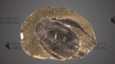 uw823 - bothriolepis canadensis shield download free 3d model university wyoming libraries uwlibraries fd3735f period epoch devonian late origin scaumenac bay canada taxonomy placodermi&gt antiarchi&gt bothriolepidae&gt extinct placoderm armored fish likely also existed particular specimen found miguasha national park near quebec placoderms well known bony armor forms child head front fins thorax body they among first vertebrates evolve jaw which morphed gill arches species carnivore living feeding off ocean floor shows animal includes connected fin plates scanned david sls-2 3d print model - Mito3D
