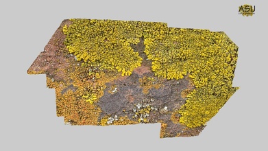 v-bar-v lichens sedona 2019-11-13 - 3d model arizona asu-lichen herbarium cbb0c93 3d print model - Mito3D