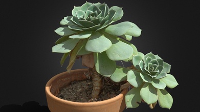 vase succulent plant rawscan - buy royalty free 3d model spogna c4f162c 3d print model - Mito3D