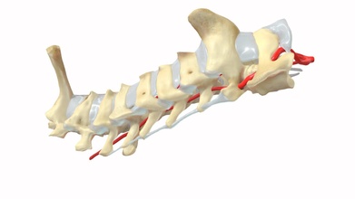vertebrae neck rattus norvegicus - 3d model mieke roth miekeroth e4ddeac 3d print model - Mito3D