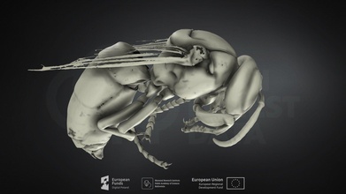 vespa cangrejo europeo avispón descargar gratis 3d modelo mamífero instituto Polonia mammalresearchinstitutepas 405d1c1 3d print model - Mito3D