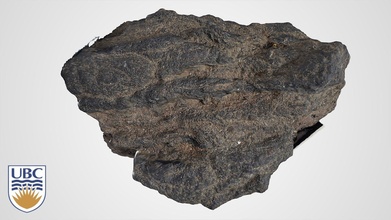 volcanic rock 4 - 3d model nichole moerhuis ubc geology dcd872f 3d print model - Mito3D