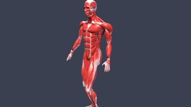 marche animation anatomie Masculin muscle truqué acheter royalties libre 3d modèle flarar 726a0c4 3d print model - Mito3D