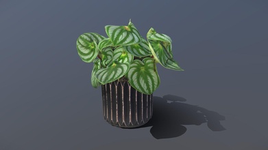 watermelon peperomia - buy royalty free 3d model thesidekick 55a61ee 3d print model - Mito3D