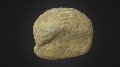 weathered brachiopode fossil - download free 3d model semeion 5330e1d 3d print model - Mito3D