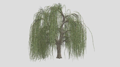 weeping willow tree - buy royalty free 3d model datec studio 7bf2669 3d print model - Mito3D