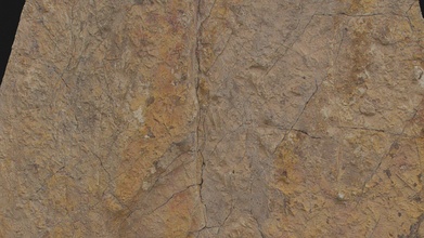 well-preserved cretaceous crocodylian trackway - 3d model paleontology rocks 93061b4 3d print model - Mito3D