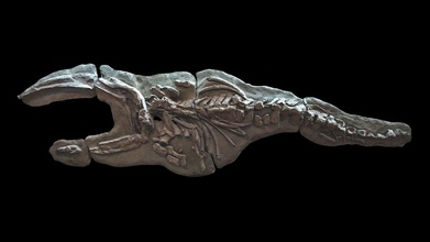 balena fossile Pliocene Giappone 3d modello fuji fujisan 700836b 3d print model - Mito3D
