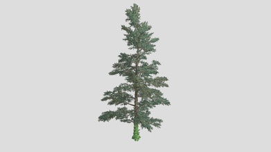 white fir tree - buy royalty free 3d model datec studio 082a66e 3d print model - Mito3D