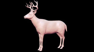 white tailed deer basemesh 3d model - buy royalty free peternak peternak3d 355e105 3d print model - Mito3D